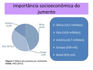 Importância socioeconômica do
jumento
 África (19,3 milhões);
 Ásia (16,8 milhões);
 América (6,7 milhões);
 Europa (534 mil);
 Brasil (915 mil).
Figura 1- Efetivo de jumentos por continente
Fonte: FAO (2013)
 
