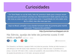 Curiosidades
Em Tamil Nadu no sul da India, leite de jumenta é dado para crianças recem
nascidas para que tenham uma boa voz. Normalmente é dado apenas uma vez,
são raras as vezes em que é dado duas vezes. A quantidade de leite dado varia
de 5 a 10ml, mas não mais que isso.
Aqui no Brasil, Lampião e seuu bando tomavam leite de jumenta pela manhã
para curar “Fraqueza dos pulmões”.
http://jumentoemuar.blogspot.com.br
 
