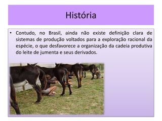 História
• Contudo, no Brasil, ainda não existe definição clara de
sistemas de produção voltados para a exploração racional da
espécie, o que desfavorece a organização da cadeia produtiva
do leite de jumenta e seus derivados.
 