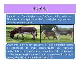 História
Segundo a Organização das Nações Unidas para a
Alimentação e a Agricultura (FAO), a criação de jumentos
encontra-se em extinção.
O jumento, além de ser resistente, é frugal e importante para
a reabilitação de áreas caracterizadas por restrições
ambientais, assim, poderá ser uma fonte de renda para
muitas áreas marginais e contribuir na preservação de raças
ameaçadas (GIOSUÈ,2008; MARTINI,2014).
 