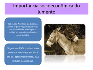 Importância socioeconômica do
jumento
Na região Nordeste do Brasil, o
jumento perdeu grande parte da
sua importância, sendo pouco
utilizados nas atividades das
propriedades.
Segundo a FAO, o rebanho de
jumentos no mundo em 2013
era de, aproximadamente, 43,5
milhões de cabeças.
 