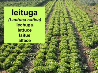 leituga
(Lactuca sativa)
lechuga
lettuce
laitue
alface

 