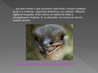 ... que elas comem o que encontram pela frente, inclusive pedaços
de ferro e madeiras. Joguinhos eletrônicos, por exemplo. Máquina
digital de fotografia, times inteiros de futebol de botão e,
principalmente chuteiras. E, se descuidar, um mouse de vez em
quando cai bem.
Será que a personagem convenceu o garoto?Porquê?
 
