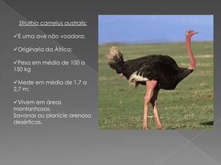 Struthio camelus australis;
É uma ave não voadora;
Originaria da África;
Pesa em média de 100 a
150 kg
Mede em média de 1,7 a
2,7 m;
Vivem em áreas
montanhosas,
Savanas ou planície arenosa
desérticas.
 