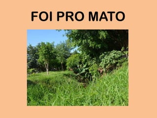 FOI PRO MATO
 