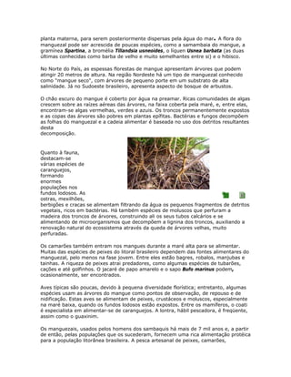 planta materna, para serem posteriormente dispersas pela água do mar. A flora do
manguezal pode ser acrescida de poucas espécies, como a samambaia do mangue, a
gramínea Spartina, a bromélia Tillandsia usneoides, o líquen Usnea barbata (as duas
últimas conhecidas como barba de velho e muito semelhantes entre si) e o hibisco.

No Norte do País, as espessas florestas de mangue apresentam árvores que podem
atingir 20 metros de altura. Na região Nordeste há um tipo de manguezal conhecido
como "mangue seco", com árvores de pequeno porte em um substrato de alta
salinidade. Já no Sudoeste brasileiro, apresenta aspecto de bosque de arbustos.

O chão escuro do mangue é coberto por água na preamar. Ricas comunidades de algas
crescem sobre as raízes aéreas das árvores, na faixa coberta pela maré, e, entre elas,
encontram-se algas vermelhas, verdes e azuis. Os troncos permanentemente expostos
e as copas das árvores são pobres em plantas epífitas. Bactérias e fungos decompõem
as folhas do manguezal e a cadeia alimentar é baseada no uso dos detritos resultantes
desta
decomposição.



Quanto à fauna,
destacam-se
várias espécies de
caranguejos,
formando
enormes
populações nos
fundos lodosos. As
ostras, mexilhões,
berbigões e cracas se alimentam filtrando da água os pequenos fragmentos de detritos
vegetais, ricos em bactérias. Há também espécies de moluscos que perfuram a
madeira dos troncos de árvores, construindo ali os seus tubos calcários e se
alimentando de microorganismos que decompõem a lignina dos troncos, auxiliando a
renovação natural do ecossistema através da queda de árvores velhas, muito
perfuradas.

Os camarões também entram nos mangues durante a maré alta para se alimentar.
Muitas das espécies de peixes do litoral brasileiro dependem das fontes alimentares do
manguezal, pelo menos na fase jovem. Entre eles estão bagres, robalos, manjubas e
tainhas. A riqueza de peixes atrai predadores, como algumas espécies de tubarões,
cações e até golfinhos. O jacaré de papo amarelo e o sapo Bufo marinus podem,
ocasionalmente, ser encontrados.

Aves típicas são poucas, devido à pequena diversidade florística; entretanto, algumas
espécies usam as árvores do mangue como pontos de observação, de repouso e de
nidificação. Estas aves se alimentam de peixes, crustáceos e moluscos, especialmente
na maré baixa, quando os fundos lodosos estão expostos. Entre os mamíferos, o coati
é especialista em alimentar-se de caranguejos. A lontra, hábil pescadora, é freqüente,
assim como o guaxinim.

Os manguezais, usados pelos homens dos sambaquis há mais de 7 mil anos e, a partir
de então, pelas populações que os sucederam, fornecem uma rica alimentação protéica
para a população litorânea brasileira. A pesca artesanal de peixes, camarões,
 