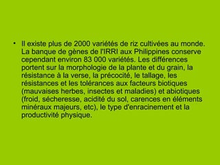 Il existe plus de 2000 variétés de riz cultivées au monde. La banque de gènes de l'IRRI aux Philippines conserve cependant environ 83 000 variétés. Les différences portent sur la morphologie de la plante et du grain, la résistance à la verse, la précocité, le tallage, les résistances et les tolérances aux facteurs biotiques (mauvaises herbes, insectes et maladies) et abiotiques (froid, sécheresse, acidité du sol, carences en éléments minéraux majeurs, etc), le type d'enracinement et la productivité physique. 
