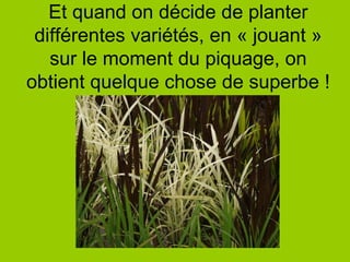 Et quand on décide de planter différentes variétés, en « jouant » sur le moment du piquage, on obtient quelque chose de superbe ! 