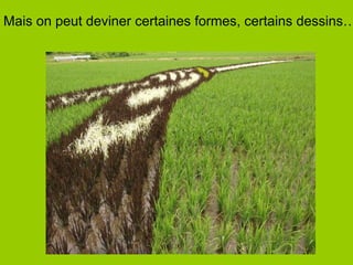 Mais on peut deviner certaines formes, certains dessins… 