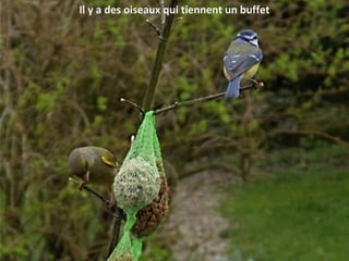 Il y a des oiseaux qui tiennent un buffet
 