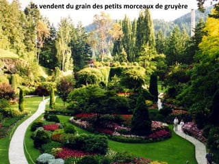 Ils vendent du grain des petits morceaux de gruyère
 