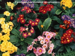 Y avait un bal qu’donnaient des primevères
 