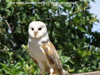 Une vieille chouette me dit: " Quelle distinction! "
 