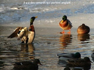 Il y a des canards qui parlent anglais
 