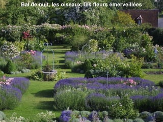 Bal de nuit, les oiseaux, les fleurs émerveillées
 