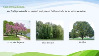 *-Les arbres pleureurs :
leur feuillage retombe en parasol, sont plantés isolément afin de les mètre en valeur
Saule pleureurLe cerisier du japon Le tilleul
 
