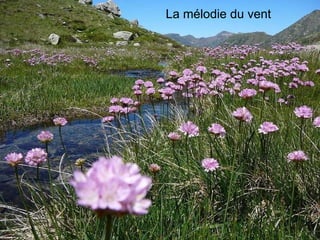 La mélodie du vent 