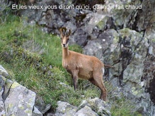 Et les vieux vous diront qu’ici, quand il fait chaud 