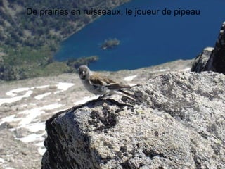 De prairies en ruisseaux, le joueur de pipeau 