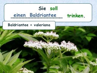 Sie soll
_________________ trinken.einen Baldriantee
Baldriantee = valeriana
 