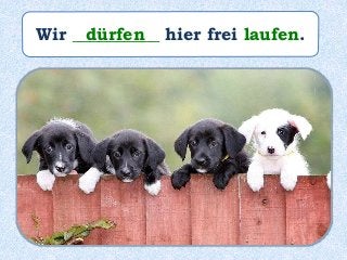 Wir __________ hier frei laufen.dürfen
 