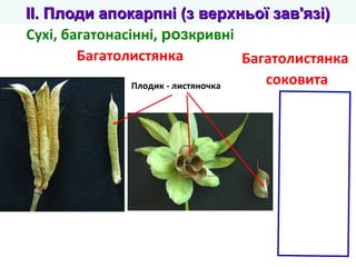 II. Плоди ааппооккааррппнніі ((зз ввееррххннььооїї ззаавв''яяззіі) 
Сухі, багатонасінні, розкривні 
Багатолистянка 
Плодик - листяночка 
Багатолистянка 
соковита 
 