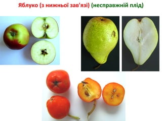 Яблуко (з нижньої зав'язі) (несправжній плід) 
 