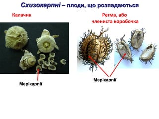 ССххииззооккааррппнніі –– ппллооддии,, щщоо ррооззппааддааююттььссяя 
Калачик 
ММееррііккааррппііїї 
Регма, або 
члениста коробочка 
ММееррііккааррппііїї 
 