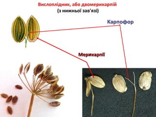 Вислоплідник, або двомерикарпій 
(з нижньої зав'язі) 
ММееррииккааррппііїї 
Карпофор 
 