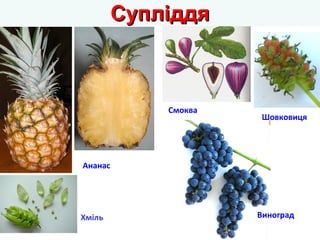Ананас 
ССууппллііддддяя 
Смоква 
Шовковиця 
Хміль Виноград 
 