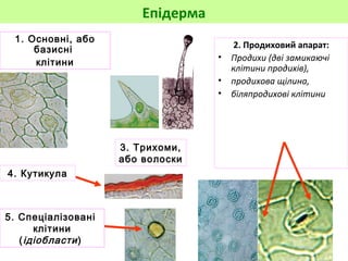 Епідерма 
2. Продиховий апарат: 
• Продихи (дві замикаючі 
клітини продихів), 
• продихова щілина, 
• біляпродихові клітини 
1. Основні, або 
базисні 
клітини 
5. Спеціалізовані 
клітини 
(ідіобласти ) 
3. Трихоми, 
або волоски 
4. Кутикула 
 