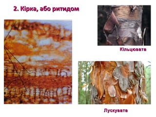 22.. ККііррккаа,, ааббоо ррииттииддоомм 
ККііллььццююввааттаа 
ЛЛууссккууввааттаа 
 