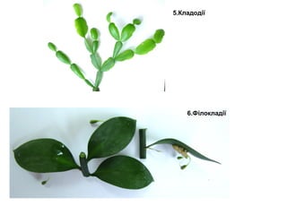5.Кладодії 
6.Філокладії 
 