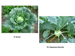 9. Качан 
10. Надземна бульба 
 
