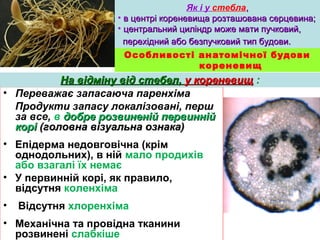 Як і у стебла,, 
• вв ццееннттрріі ккооррееннееввиищщаа ррооззттаашшооввааннаа ссееррццееввииннаа;; 
• ццееннттррааллььнниийй ццииллііннддрр ммоожжее ммааттии ппууччккооввиийй,, 
ппееррееххіідднниийй ааббоо ббееззппууччккооввиийй ттиипп ббууддооввии.. 
Особливості анатомічної будови 
кореневищ 
ННаа ввііддммііннуу ввіідд ссттееббеелл,, уу ккооррееннееввиищщ : 
• Переважає запасаюча паренхіма 
Продукти запасу локалізовані, перш 
за все, в добре ррооззввииннеенніійй ппееррввиинннніійй 
ккоорріі ((ггооллооввннаа ввііззууааллььннаа ооззннааккаа)) 
• Епідерма недовговічна (крім 
однодольних), в ній мало продихів 
або взагалі їх немає 
• У первинній корі, як правило, 
відсутня коленхіма 
• Відсутня хлоренхіма 
• Механічна та провідна тканини 
розвинені слабкіше 
 
