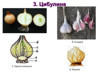 33.. ЦЦииббууллииннаа 
1. Проста плівчаста 
2. Складна 
3. Луската 
 