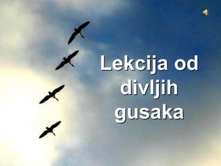 Lekcija od
  divljih
 gusaka
 