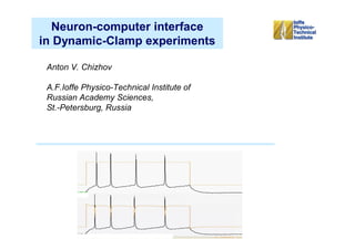 Neuron-computer interface
in Dynamic-Clamp experiments

 Anton V. Chizhov

 A.F.Ioffe Physico-Technical Institute of
 Russian Academy Sciences,
 St.-Petersburg, Russia
 