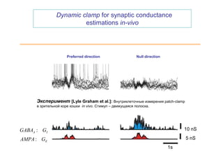 Dynamic clamp for synaptic conductance
                         estimations in-vivo




                      Preferred direction                   Null direction




        V
      Эксперимент [Lyle Graham et al.]: Внутриклеточные измерения patch-clamp
      в зрительной коре кошки in vivo. Стимул – движущаяся полоска.
      V                                                                         20 mV


GABAA : GI                                                                        10 nS

AMPA : GE                                                                         5 nS
                                                                             1s
 