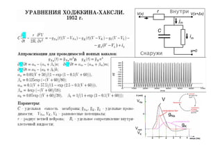 V(x)
                                     r       Внутри      V(x+Δx)

                                                   jm

                                     C
                                                         im
     g S (V  VL )  iS
                                                         φ≈0
                                Снаружи
h




                            VNa          V


                                             gNa

                                                    gK
                           Vrest
                            VK


           [Покровский, 1978]
 