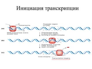 Инициация транскрипции 
