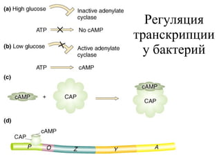 Регуляция транскрипции у бактерий 