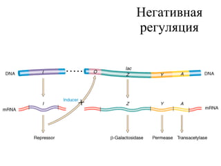Негативная регуляция 