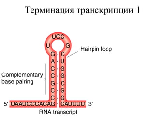 Терминация транскрипции 1 