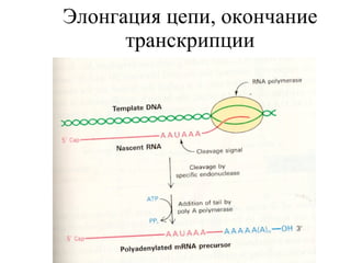 Элонгация цепи, окончание транскрипции 