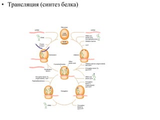 Трансляция (синтез белка) 