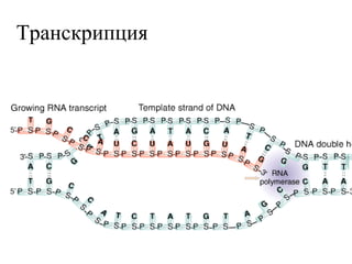 Транскрипция 