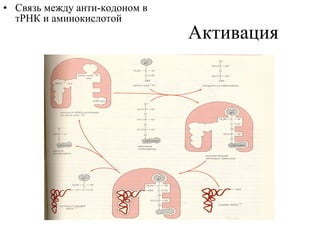 Активация Связь между анти-кодоном в тРНК и аминокислотой 