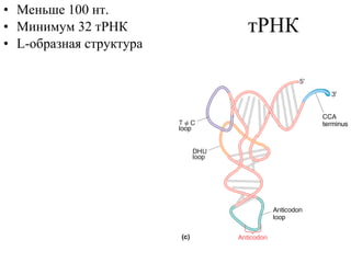 тРНК Меньше 100 нт. Минимум 32 тРНК L- образная структура 