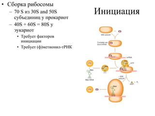 Инициация Сборка рибосомы 70 S  из  30S and 50S  субъединиц у прокариот 40S + 60S = 80S  у эукариот Требует факторов инициации Требует (ф)метионил-тРНК  